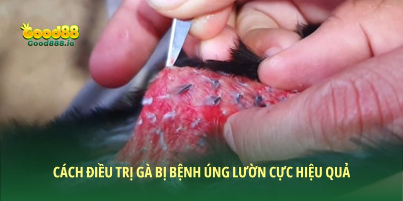Gà bị úng lườn: Nguyên nhân, triệu chứng và cách khắc phục