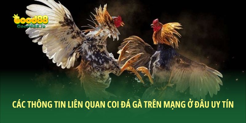 Coi đá gà trên mạng ở đâu uy tín? Good88 lựa chọn hàng đầu