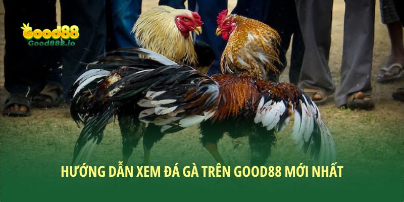 Coi đá gà trên mạng ở đâu uy tín? Good88 lựa chọn hàng đầu