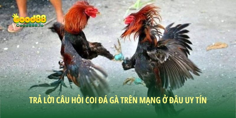 Coi đá gà trên mạng ở đâu uy tín? Good88 lựa chọn hàng đầu