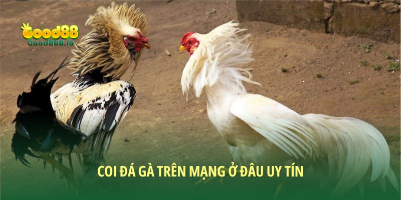 Đá Gà Good88 - Sân chơi chất lượng năm sao 2026