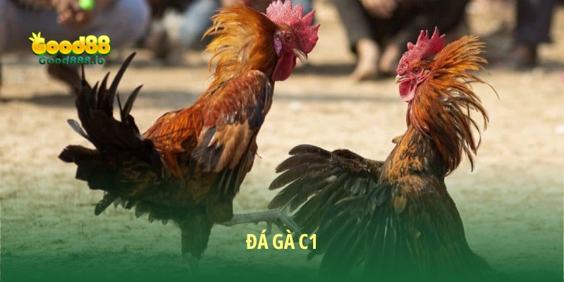 Đá Gà Good88 - Sân chơi chất lượng năm sao 2026