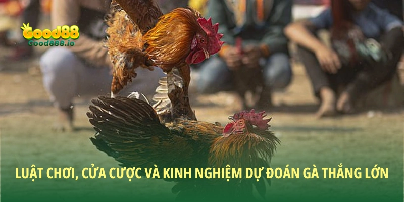 Đá gà C1 Good88 - Trải nghiệm đỉnh cao cho dân đam mê đá gà