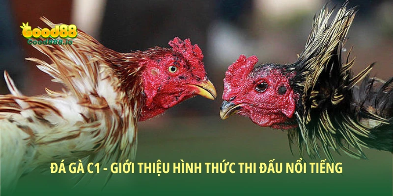 Đá gà C1 Good88 - Trải nghiệm đỉnh cao cho dân đam mê đá gà