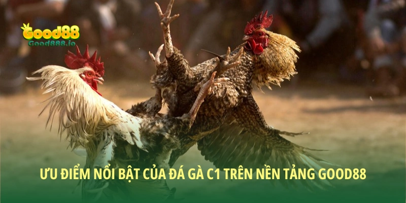 Đá gà C1 Good88 - Trải nghiệm đỉnh cao cho dân đam mê đá gà