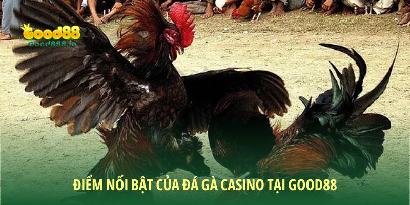 Đá gà Casino đem đến các trận đấu mãn nhãn, kịch tính
