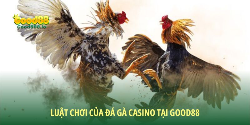Đá gà Casino đem đến các trận đấu mãn nhãn, kịch tính