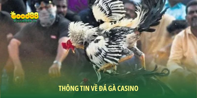 Đá gà Casino đem đến các trận đấu mãn nhãn, kịch tính