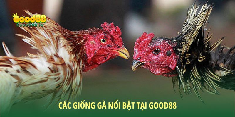 Đá gà cựa sắt - Sức hút từ môn giải trí hấp dẫn cùng Good88