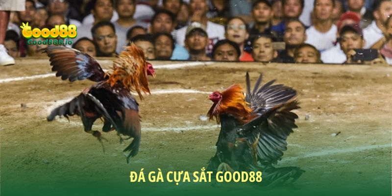 Đá Gà Good88 - Sân chơi chất lượng năm sao 2026