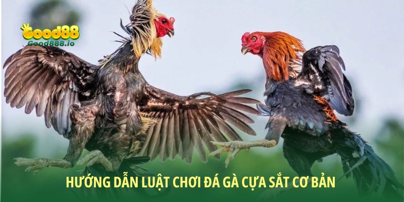 Đá gà cựa sắt - Sức hút từ môn giải trí hấp dẫn cùng Good88