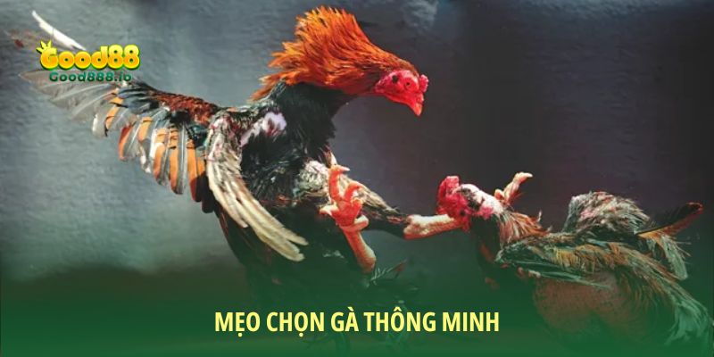 Đá gà cựa sắt - Sức hút từ môn giải trí hấp dẫn cùng Good88