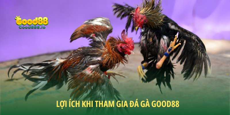 Đá Gà Good88 - Sân chơi chất lượng năm sao 2026