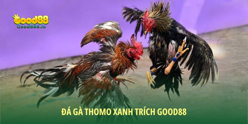 Đá Gà Good88 - Sân chơi chất lượng năm sao 2026