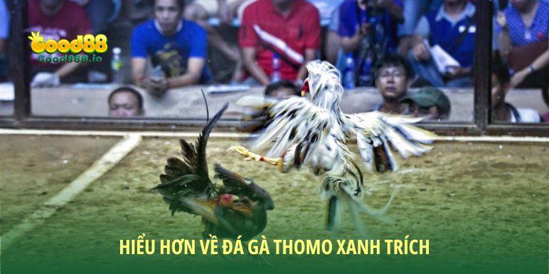 Đá gà Thomo xanh trích - Trò chơi giải trí đỉnh cao Good88