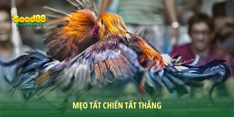 Đá gà Thomo xanh trích - Trò chơi giải trí đỉnh cao Good88