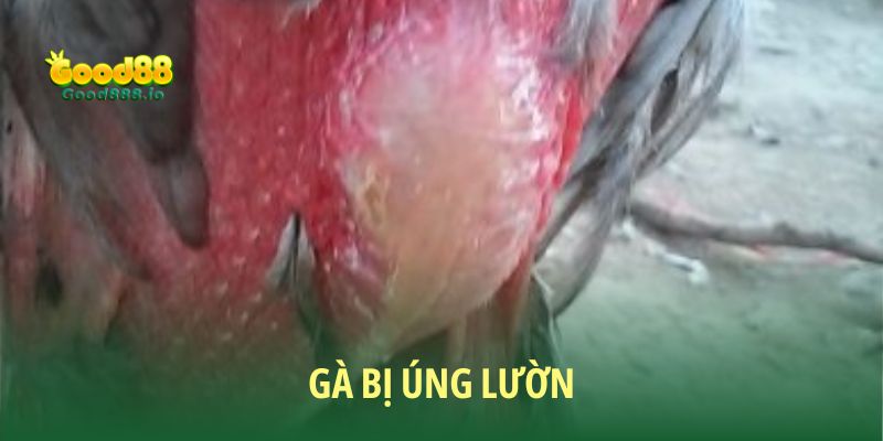 Đá Gà Good88 - Sân chơi chất lượng năm sao 2026