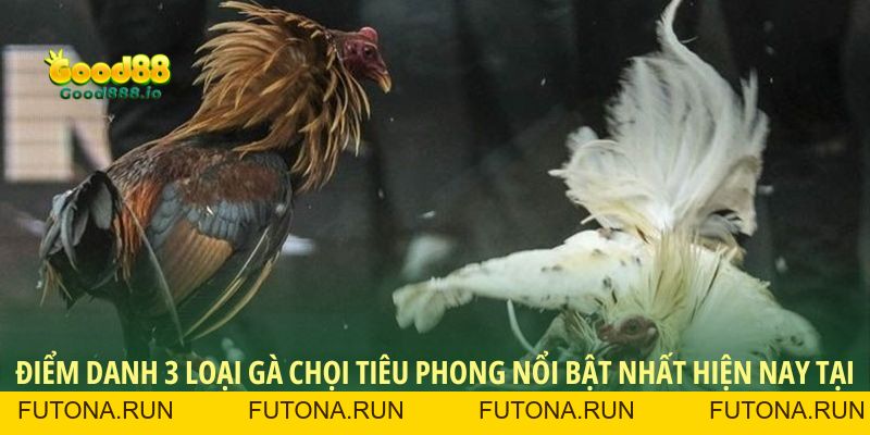 Gà chọi Tiêu Phong - Huyền thoại chiến kê Việt Nam