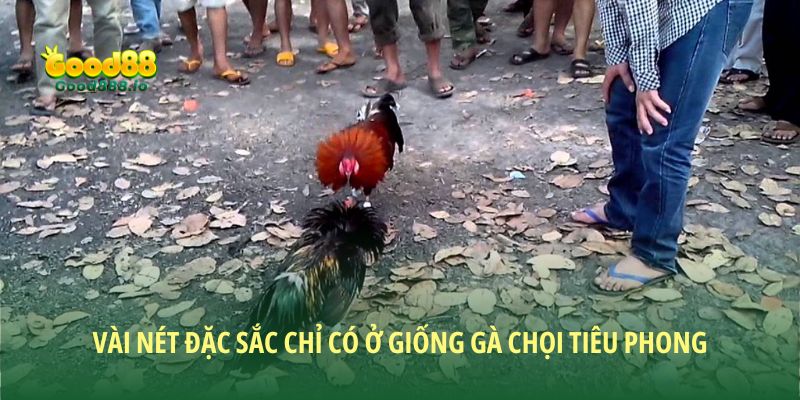 Gà chọi Tiêu Phong - Huyền thoại chiến kê Việt Nam