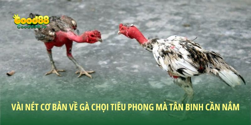 Gà chọi Tiêu Phong - Huyền thoại chiến kê Việt Nam
