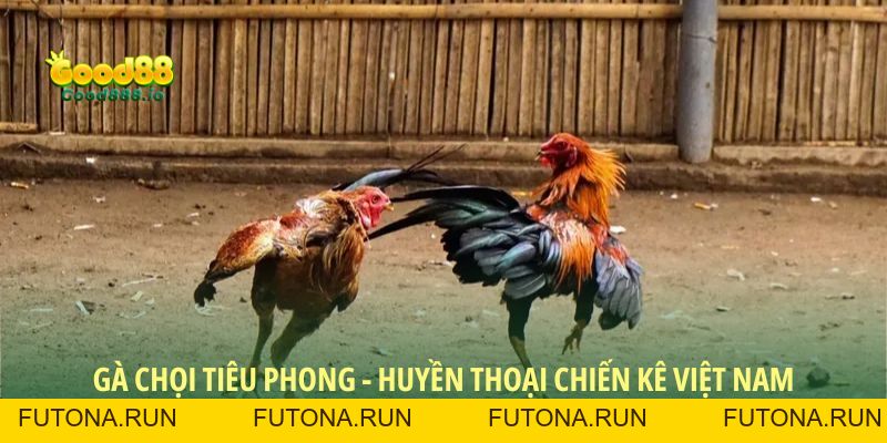 Đá Gà Good88 - Sân chơi chất lượng năm sao 2026