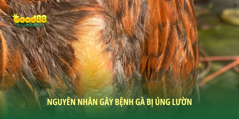 Gà bị úng lườn: Nguyên nhân, triệu chứng và cách khắc phục