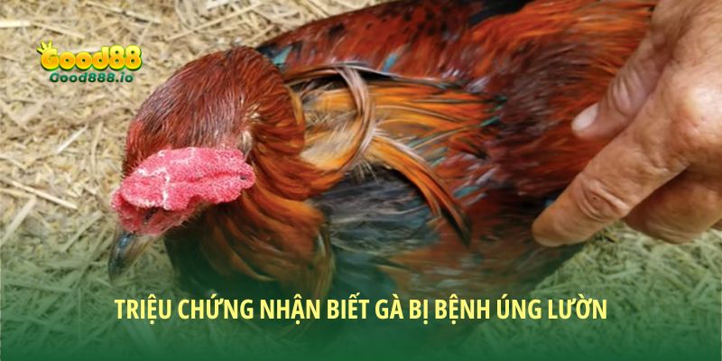 Gà bị úng lườn: Nguyên nhân, triệu chứng và cách khắc phục